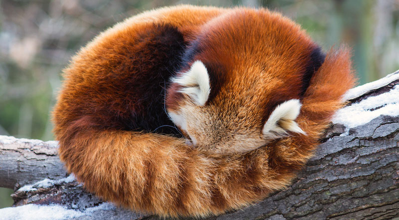 Firefox Tilki Red Panda